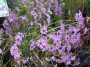 Geraldton wax